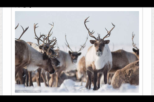 嘆為觀止。 超過3200頭馴鹿群聚遷徒，橫穿冰原的震撼一幕