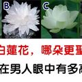 心理測試：選一朵聖潔的白蓮花，測你在異性眼裡多高貴！