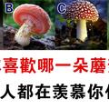心理測試：四個蘑菇選一個，測別人都羨慕你哪方面！