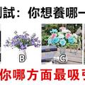 心理學：你想養哪盆花？測出你哪方面最吸引人！