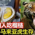 中国人吃榴梿, 威胁马来亚虎生存?