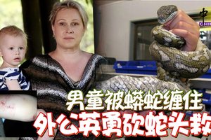 男童被蟒蛇缠住 外公英勇砍蛇头救孙