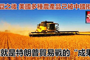 大豆之後 美國多種農產品已被中國拒收 這就是特朗普貿易戰的「成果」