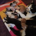被領養的貓媽媽已有四個小孩，聽到其他五隻流浪小貓的哭聲毫不考慮直接跑過去收編！