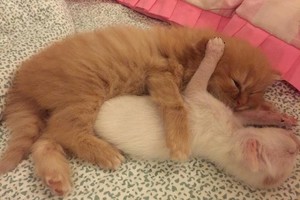 「媽媽我們可以有新弟弟嗎？」小橘貓兄弟央求貓媽媽收編路上撿來的1天大小白貓