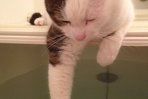 貓咪親手替奴才試水溫，但試著試著卻不小心睡著了！貓咪表示：手手泡爛了怎麼辦！