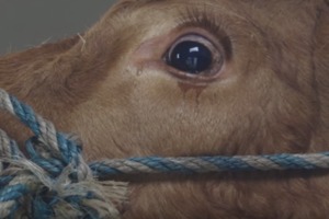 這隻牛被送上車後知道自己即將進入屠宰場而流下眼淚，下車後卻被眼前的景象驚呆了！