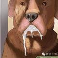狗狗嘔吐是一種常見的疾病，正確判斷細心呵護患病的狗狗才是一個稱職的主人。