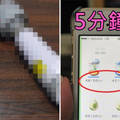 日本玩家發現了Pokemon GO不用出門就能孵蛋的「最速作弊方法」！首先你要有這個18禁的道具…