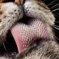 貓咪舌頭好刺！隱藏四大功能你知道幾個？