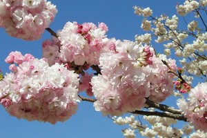小櫻，我來了！日本全國 10 種常見的櫻花