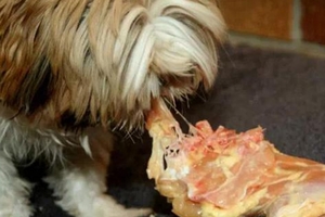 15種你以為對狗狗無害，實則會讓牠們痛苦至極的食物…狗主人們一定要知道！