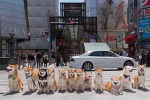 最萌柴犬聚會，這麼多狗狗都摸不過來呀！