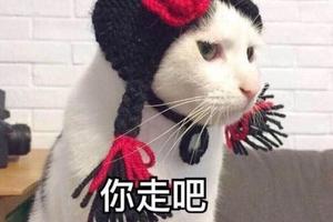 這些動作都是貓咪愛你的方式，身為主人，第一次覺得這麼幸福！
