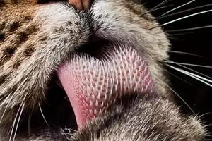 貓咪舌頭好刺！隱藏四大功能你知道幾個？
