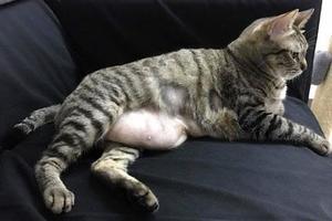 貓咪太胖肚子上都有贅肉，總有人誤以為是懷孕：這是喵的啤酒肚？