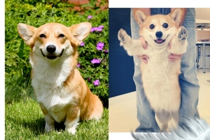 超療瘉柯基犬笑容！讓你溫暖一整天！