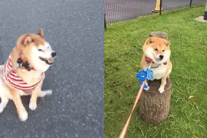 我家的柴犬怎麼拉的拉不動...誰快來幫我拉呀！！