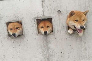 遠遠看到三隻柴犬從牆擠出來看風景，仔細一看才發現牆上告示透露牠們靠「美色」騙吃騙喝！