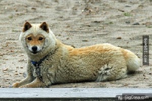 這隻看起來很可愛的山陰柴犬，在冬天竟然會「變身」