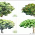 心理測試：四棵樹選一個，測試你要賺大錢還缺點什麼？