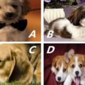 4種狗狗，選只最喜歡的，測你現在心中最牽掛誰？
