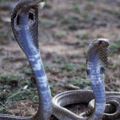 心理學：哪一條蛇是你最不想看到的？測你會被自己的好友坑慘嗎