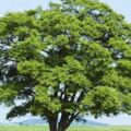 心理測試：哪一棵樹樹齡最高?測你2019年能好運加身嗎？