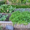 學會這六種簡單不臭的有機肥製作法，不用擔心你的蔬菜長不好了！