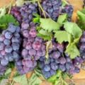 秋吃葡萄補水、營養豐富，營養師說：果粒越鬆散的，營養成分越高