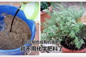 用這種方法就能將堆肥土製作成有機液肥，就不用化學肥料了