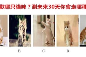 趣味測試：哪只貓咪最可愛？測30天內哪種好運降臨到你身上