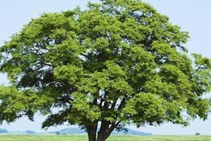 心理測試：哪一棵樹樹齡最高?測你2019年能好運加身嗎？