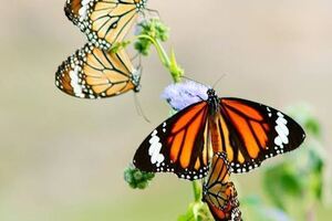 心理測試：覺得哪一對蝴蝶最恩愛？測試你以後會遇上怎樣的愛情！