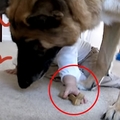 這隻大狼犬正在吃餅乾，卻被小寶寶中途搶走！下一秒狼犬的反應竟是…完全意想不到！！