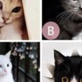 心理測試：最想哪只貓？測試你內心真實的個性！