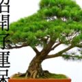 家裡放「這9種」植物，不但保平安，還能讓你招財開運！（2017年，家裡一定要放！）