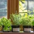 在窗台上種出一個茂盛的香草植物園，只需要5個步驟！