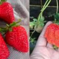 神人教學秒辨認草莓哪個才好吃網狂推：封妳草莓後！