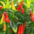 陽台種辣椒，一個小秘訣，產量多三倍，三棵夠吃一年