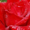 心理測試：四朵玫瑰花選出一朵最美的，測你的男人緣旺不旺！