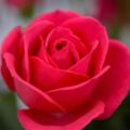 心理測試：那一朵玫瑰花最漂亮？測試你們的婚姻能堅持多久？
