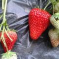 在家也能種草莓？家庭陽台草莓種植方法及管理
