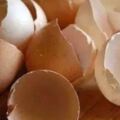 吃隔夜雞蛋，會細菌超標腹瀉嗎？營養師：真正不能吃的，是溏心蛋