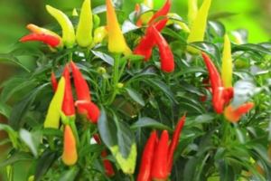 陽台種辣椒，一個小秘訣，產量多三倍，三棵夠吃一年