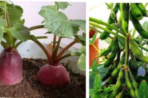 在家種菜很簡單？如何在家就能打造小菜園？