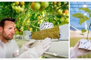 荷蘭番茄栽培，原來靠的都是這項技術！，無毒無污染