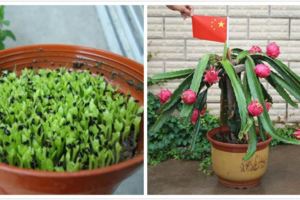 枝條扦插養成盆！火龍果這樣播種扦插，開花似曇花，結果巴掌大！