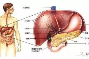 肝臟好不好，看這一處就知道！簡單一招疏通肝膽、精神好！