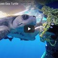 潜水员帮牠解开绑住牠身体的绳子，海龟被解救后竟然这么做... 
